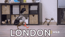 Limping National Geographic GIF - Limping National Geographic Wizard Of Paws GIFs