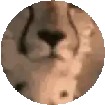 a close up of a lion 's face in a circle .