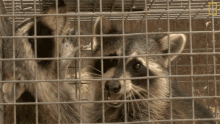 Caged Raccoons When Nature Calls GIF - Caged Raccoons When Nature Calls Two Raccoons GIFs
