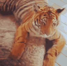 Funny Tigers GIFs | Tenor
