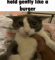a gray and white cat is being held in someone 's arms with a caption that says hold gently like a burger