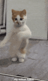 GIF