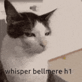 Bellmere GIF - Bellmere GIFs