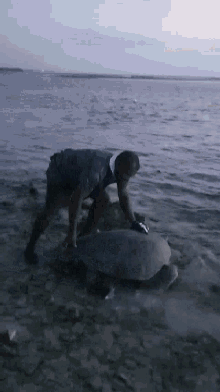 Turtle Sea GIF - Turtle Sea Savetheturtle GIFs