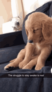 Tired Dog GIF - Tired Dog Sleepy GIFs