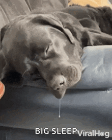 A Labrador Drooling Dog GIF