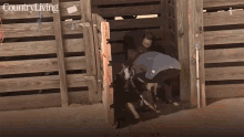 goat transfering barn grabbing catching