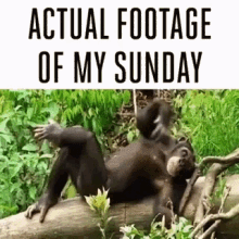 actual footage of my sunday chillin monkey weekends
