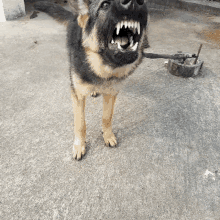 Barking Dog GIF - Barking Dog Angry Dog GIFs