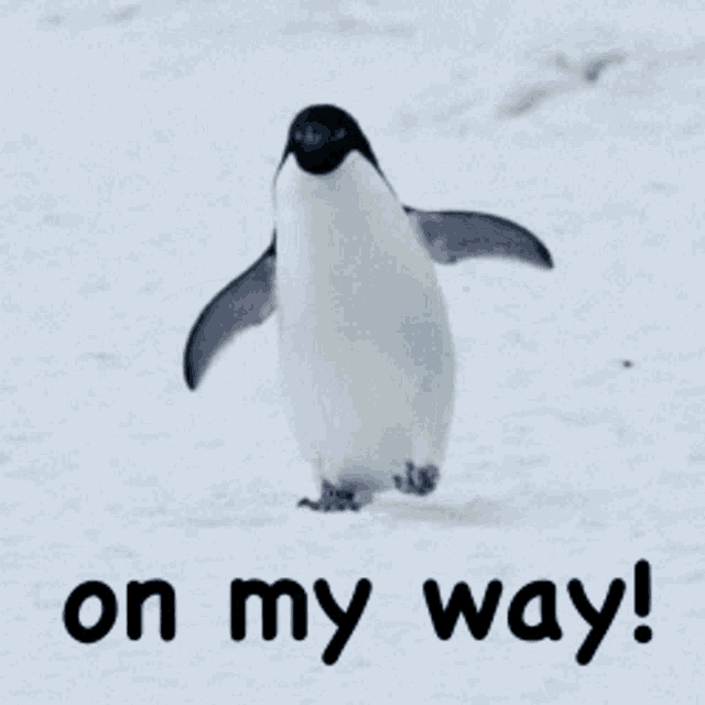 Penguins On My Way GIF - Penguins On My Way Im Coming GIFs