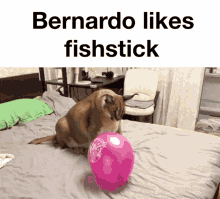Bernardo Fishstick GIF - Bernardo Fishstick Floppa GIFs