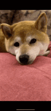 a shiba inu dog is laying on a pink blanket looking at the camera .
