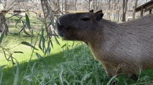 Capybara Eating Bamboo Capybara Madness GIF - Capybara Eating Bamboo Capybara Capybara Madness GIFs