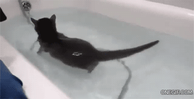 Kitty Goes For A Swim GIF - Cat Water Bathtub - Discover & Share GIFs
