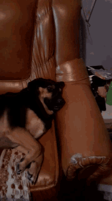 Tickling Dogs GIF - Tickling Dogs GIFs