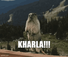 Kharla Scream GIF - Kharla Scream GIFs