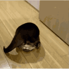 Otter Spin GIF