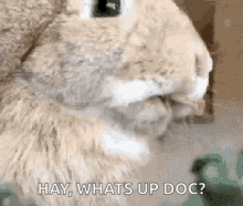 Rabbit Chewing GIF - Rabbit Chewing Hungry GIFs