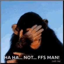 Laughing Monkey GIF - Laughing Monkey Chimp GIFs