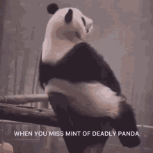 Deadlypanda Cnft GIF - Deadlypanda Panda Cnft GIFs