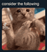 a picture of a cat with the words consider the following