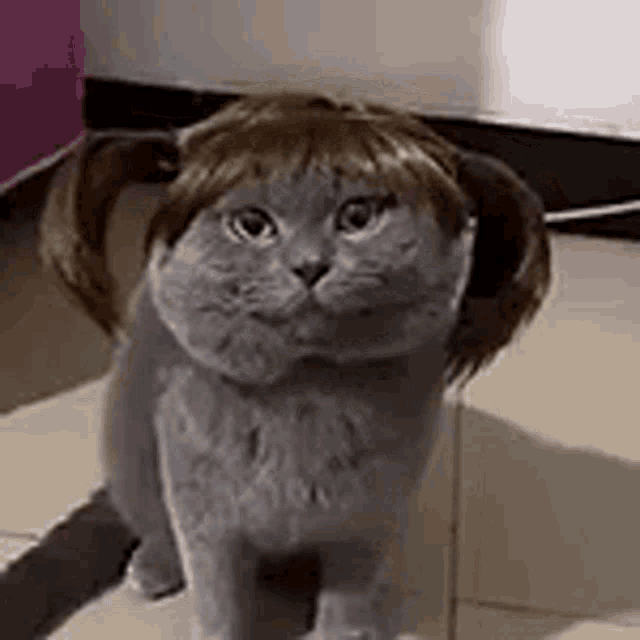 Meme do gato: 5 memes mais engraçados de pets - Blog da Cobasi