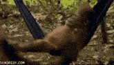 a baby orangutan is laying in a hammock in the jungle .