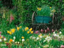 raining nature flowers garden