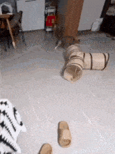 a cat is playing with a tunnel in a living room .
