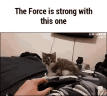 Force Cat GIF - Force Cat GIFs