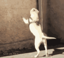 Jumping Hop GIF - Jumping Hop Dog GIFs