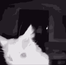 Cat Sniff GIF - Cat Sniff Cat Snuggle GIFs