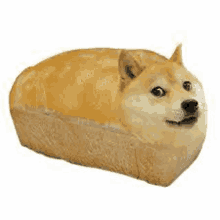 Dog Doge Meme GIF