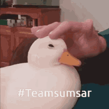Sumsar Rasmus GIF - Sumsar Rasmus Duck GIFs