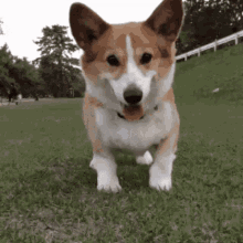 So Excited Dog GIF - So Excited Dog Corgi GIFs