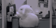 นอน GIF - Sleep Bunny Office GIFs