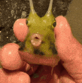 a person is holding a fish with a pink mouth