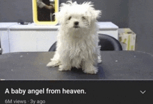 Baby Angel Angel GIF - Baby Angel Baby Angel GIFs