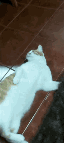a cat laying on its back on a tile floor