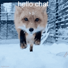 Fox Hi Chat GIF - Fox Hi Chat Hello Chat GIFs