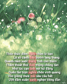 a picture of a flower in the rain with a poem in another language