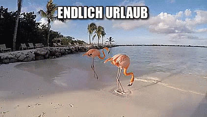 Flamingo Urlaub GIF Flamingo Urlaub Ferien Discover & Share GIFs