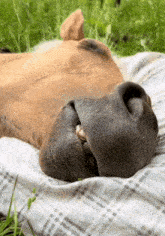 a brown horse is laying on a plaid blanket with its mouth open