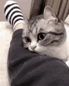 Komaru Cute GIF - Komaru Cute Cat GIFs