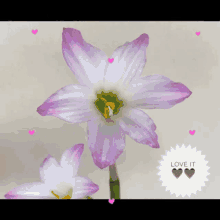 Flower Hearts GIF - Flower Hearts Popped GIFs