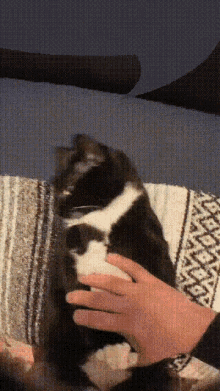 Cat Kitten GIF - Cat Kitten Trapped GIFs