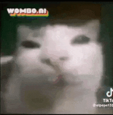 Clueless Cat GIF - Clueless Cat Dance GIFs