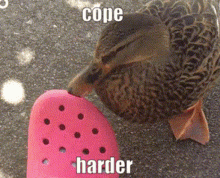 Duck Cope GIF - Duck Cope Cry GIFs