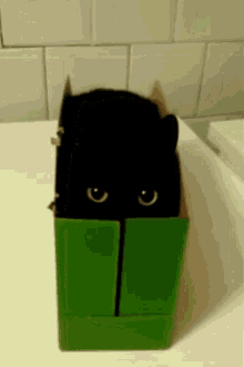 cat shy peek kitten box