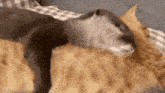 an otter is laying on top of a cat on a couch .